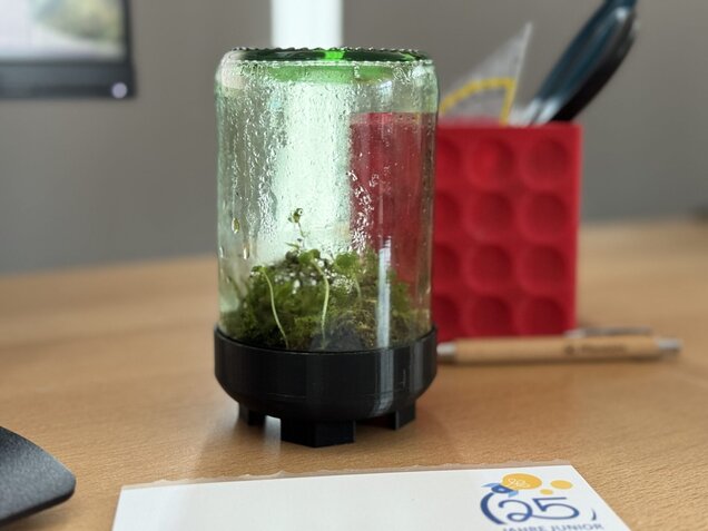 Hydrokulturen im Glas
